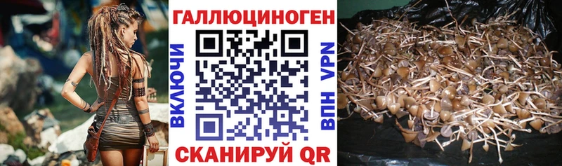 Галлюциногенные грибы Psilocybe  Петровск-Забайкальский 